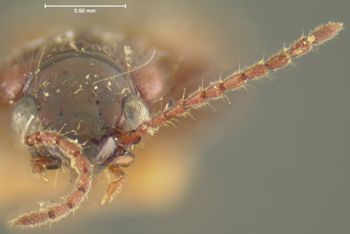 Media type: image;   Entomology 16300 Aspect: head frontal view